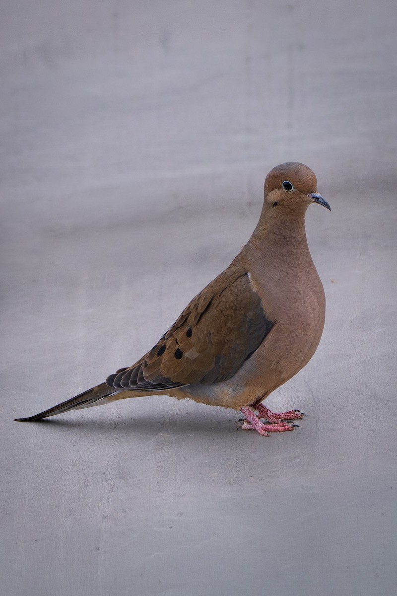 Mourning Dove - ML645729296
