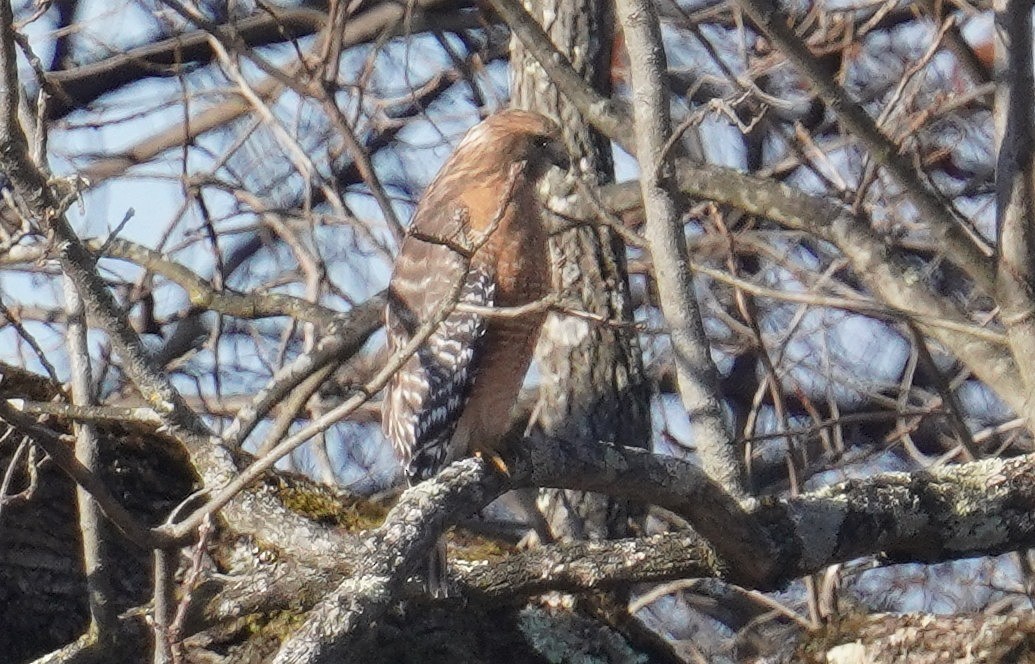 Red-shouldered Hawk - ML645729297