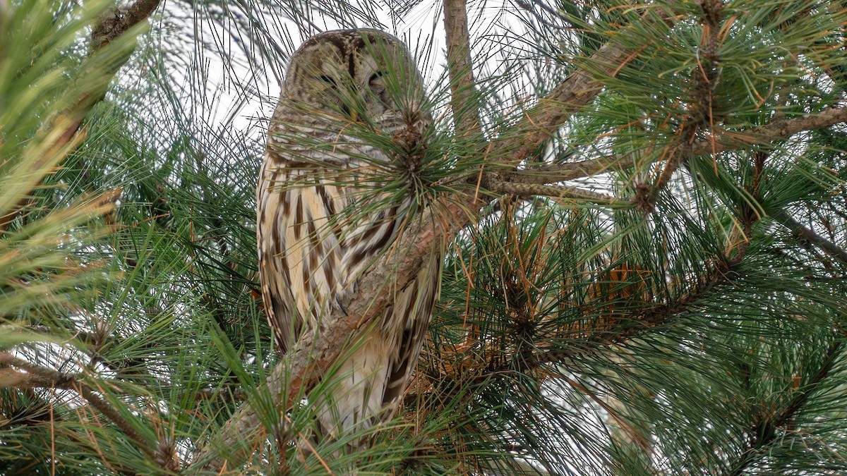 Barred Owl - ML645729299
