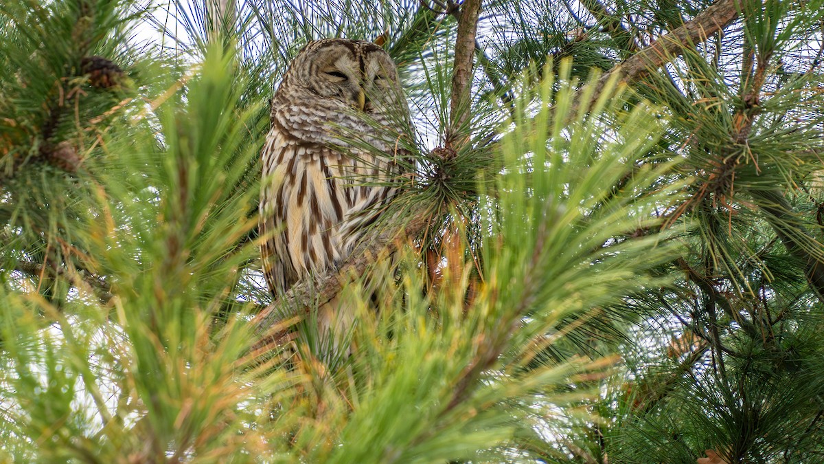 Barred Owl - ML645729300