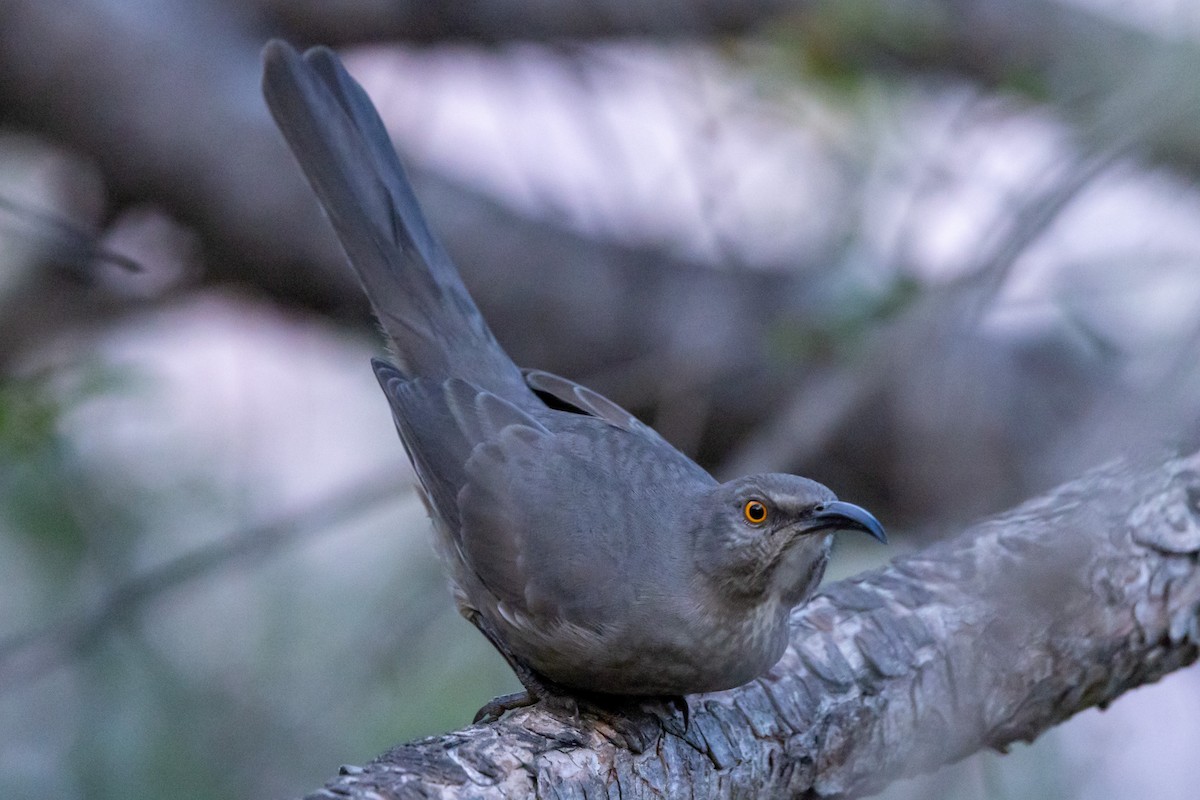 Curve-billed Thrasher - ML645729302