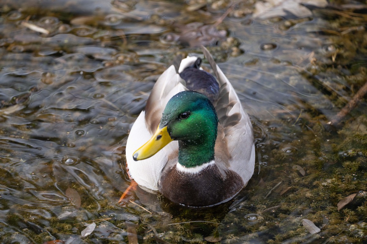 綠頭鴨 - ML645729303