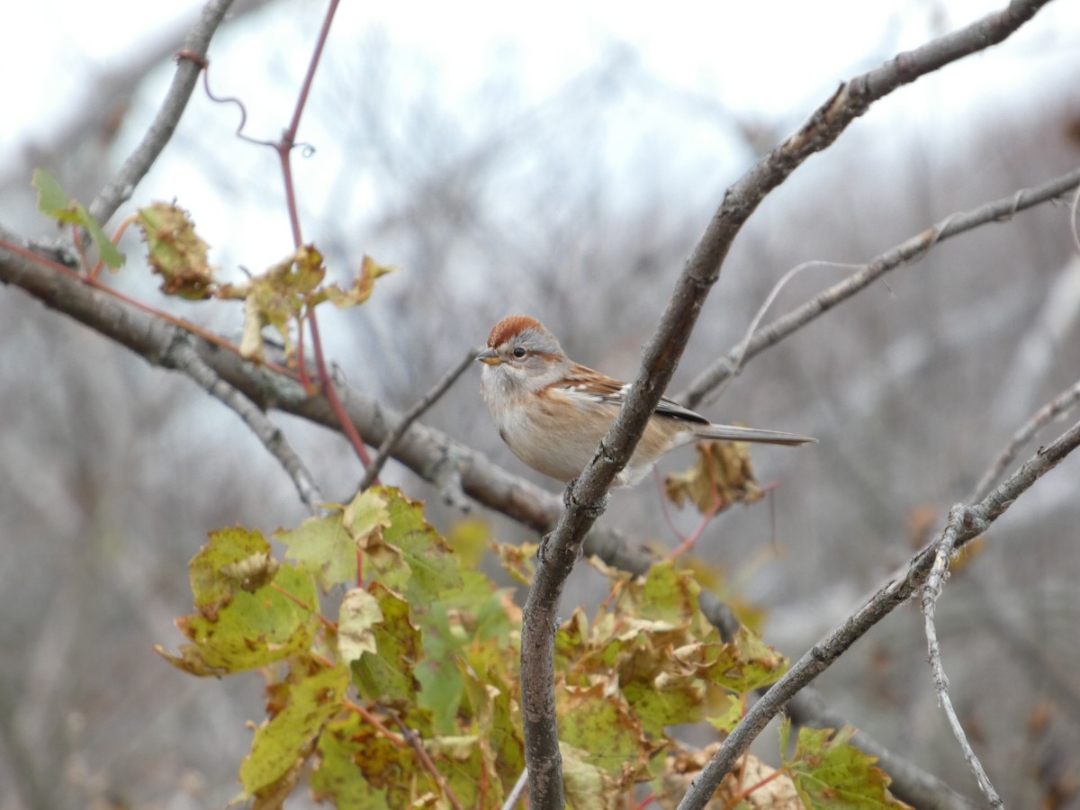 American Tree Sparrow - ML645729305