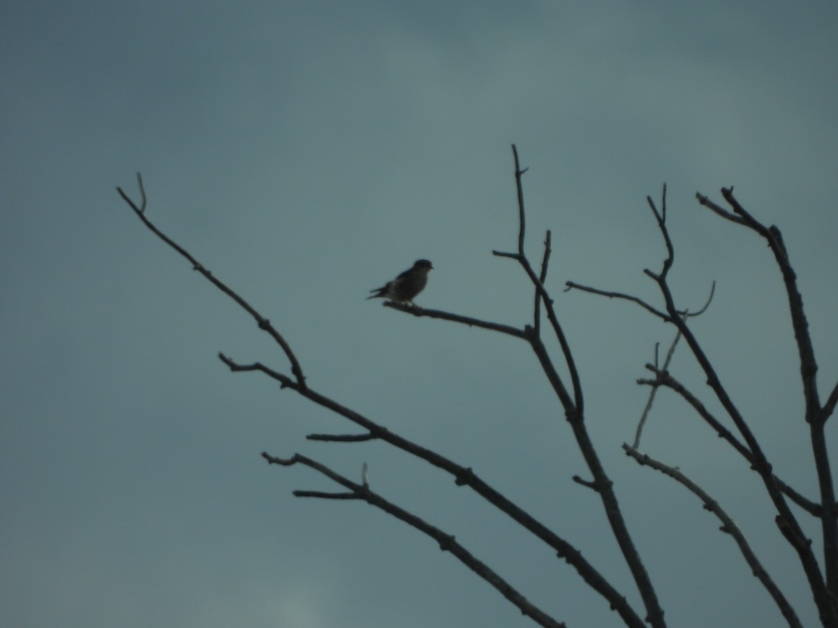 灰背隼 - ML645729306