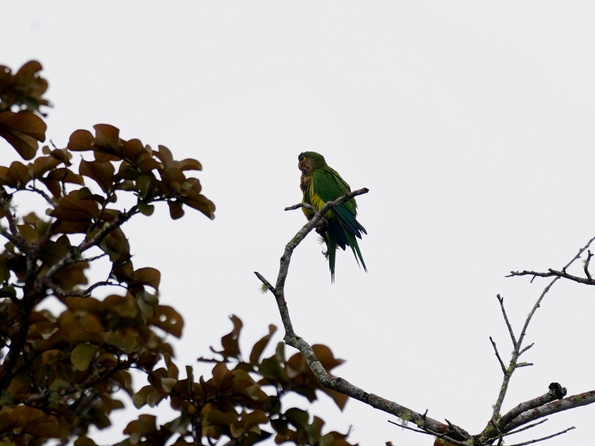 Brown-throated Parakeet - ML645729307