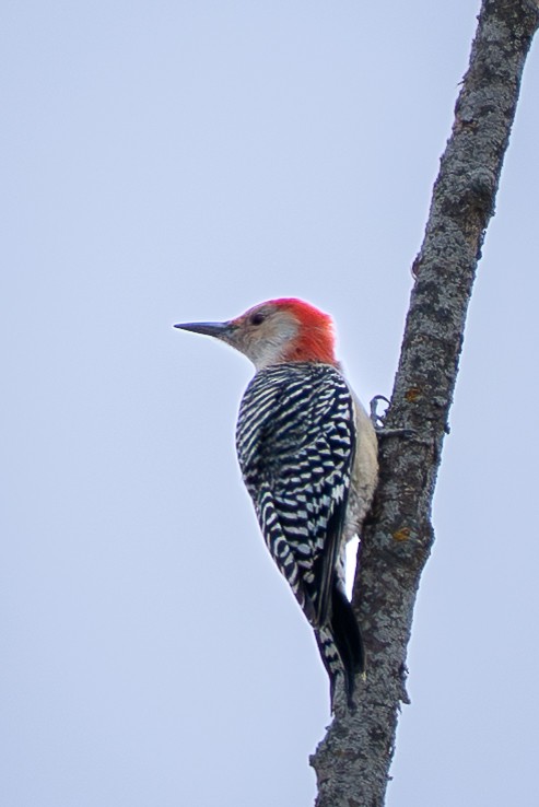 Red-bellied Woodpecker - ML645729308