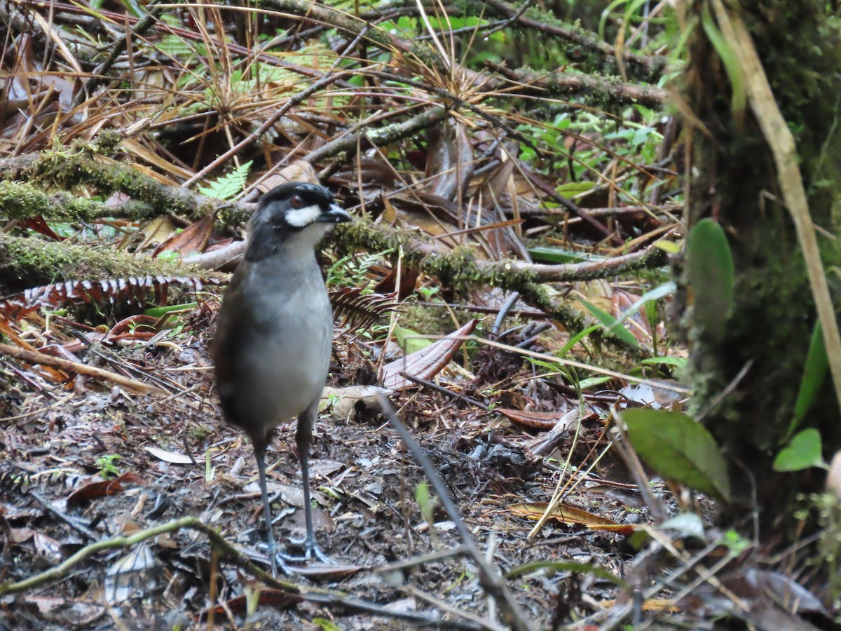 Jocotoco Antpitta - ML645729309