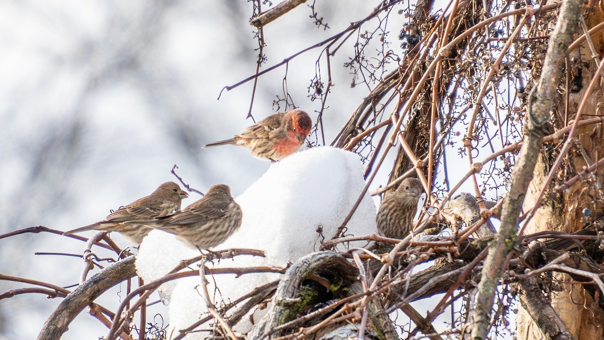 House Finch - ML645729310