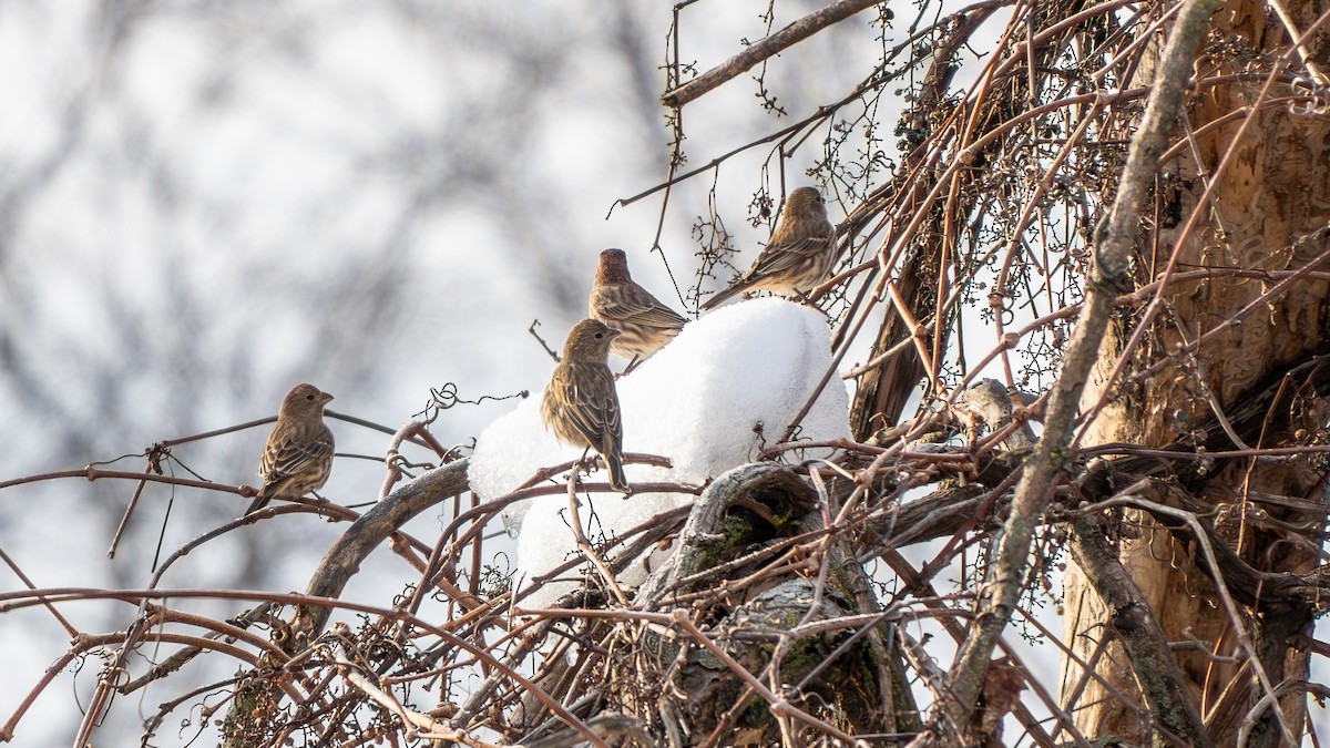 House Finch - ML645729311