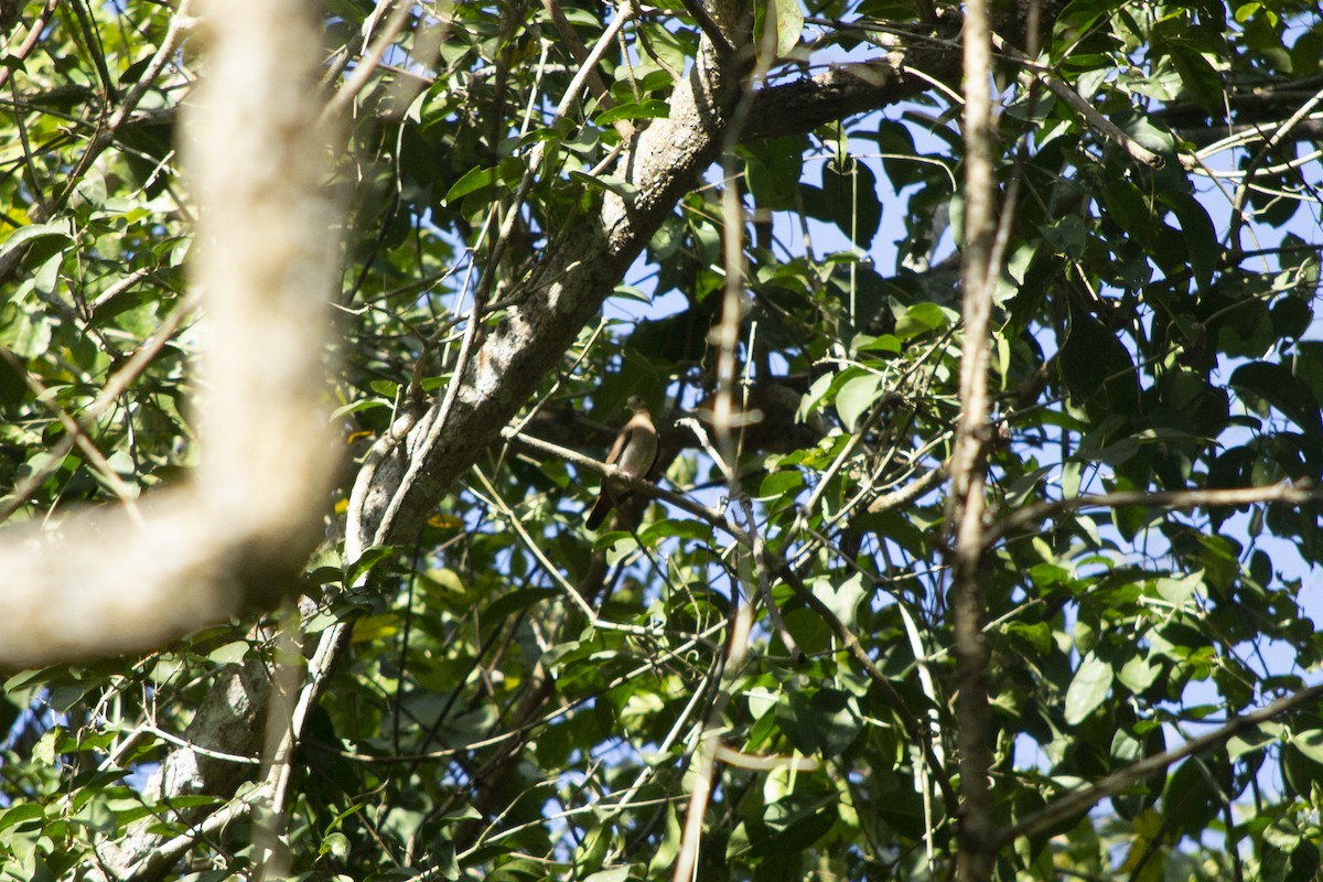 Ruddy Ground Dove - ML645729312