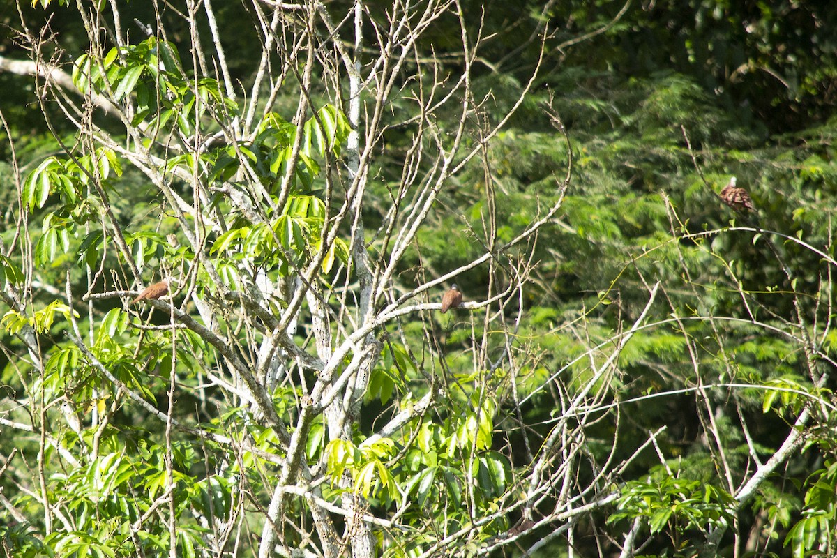 Ruddy Ground Dove - ML645729313