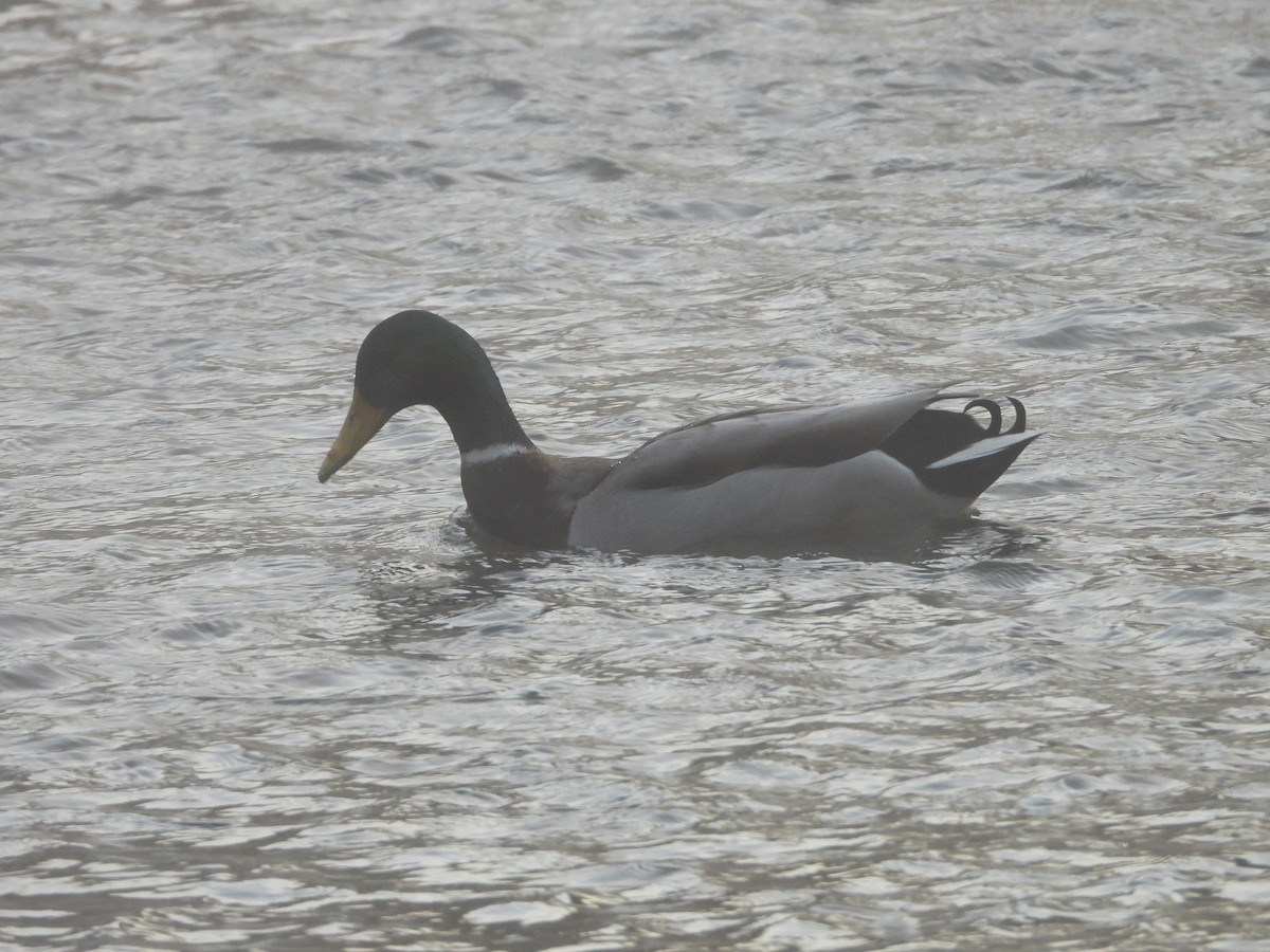 綠頭鴨 - ML645729314