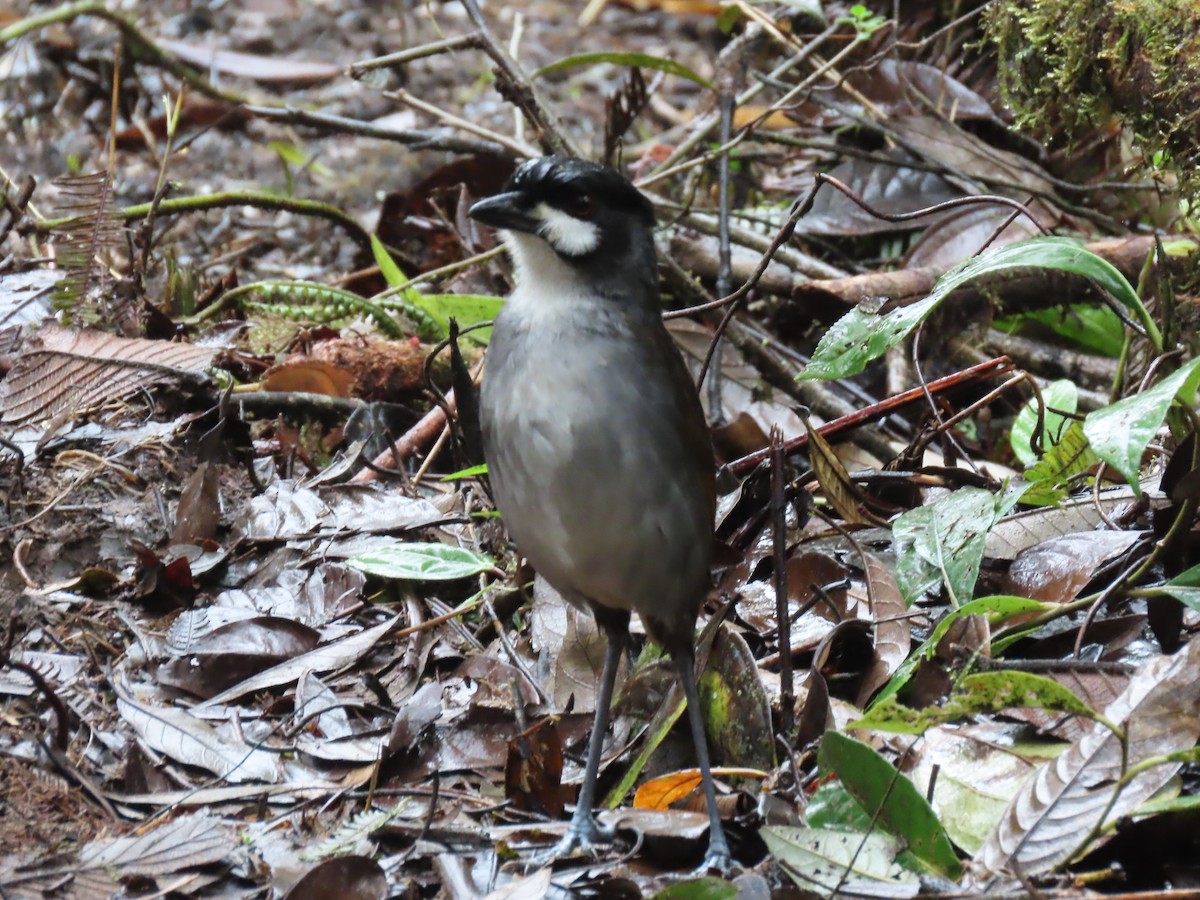 Jocotoco Antpitta - ML645729315