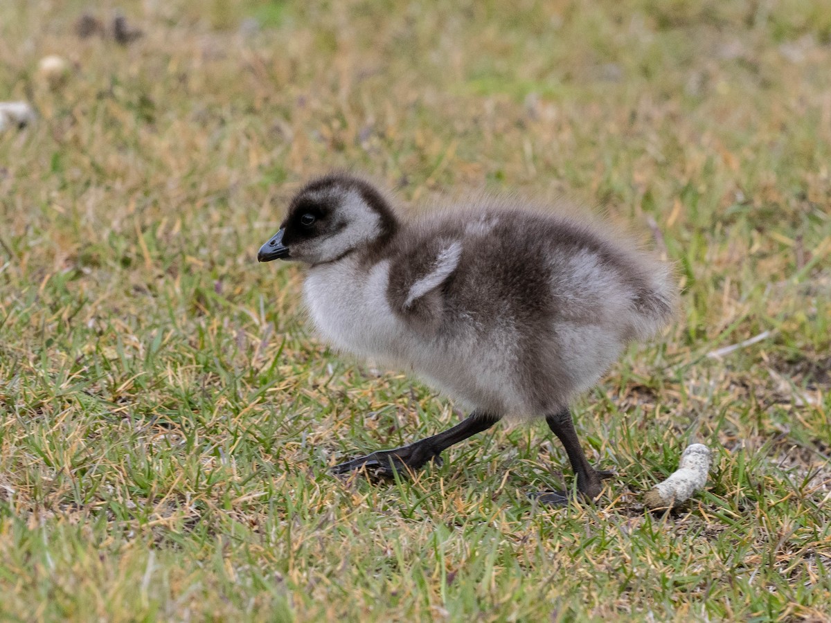 Upland Goose - ML645729317