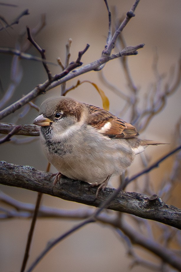 家麻雀 - ML645729318