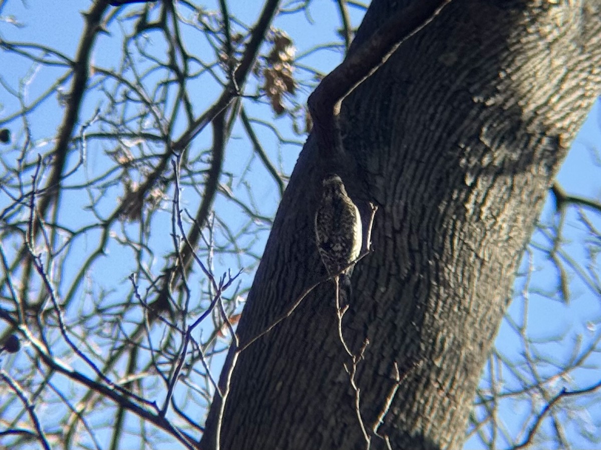 Yellow-bellied Sapsucker - ML645729319