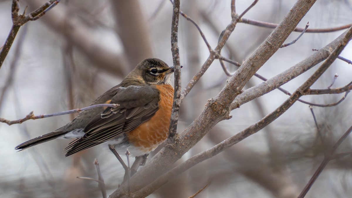 American Robin - ML645729323