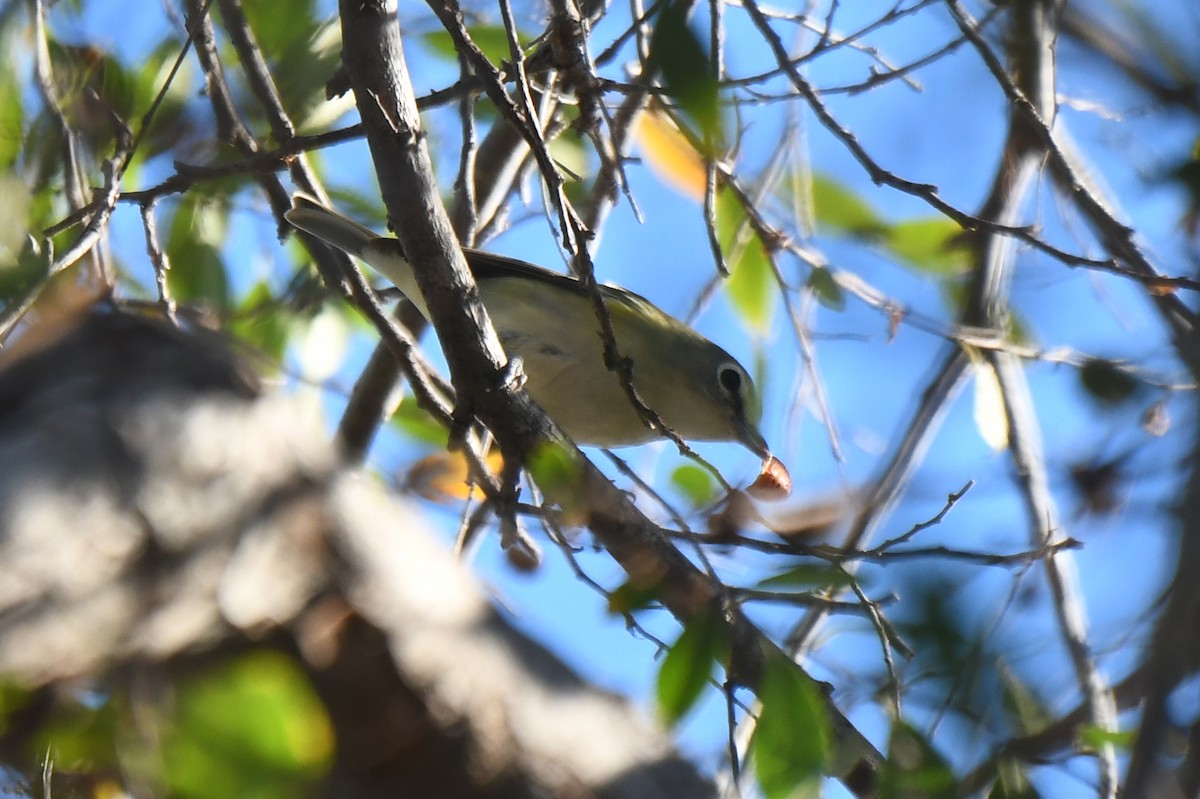 Cassin's Vireo - ML645729334