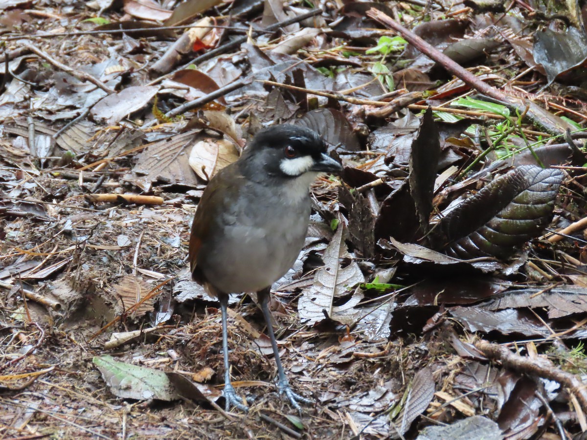 Jocotoco Antpitta - ML645729343