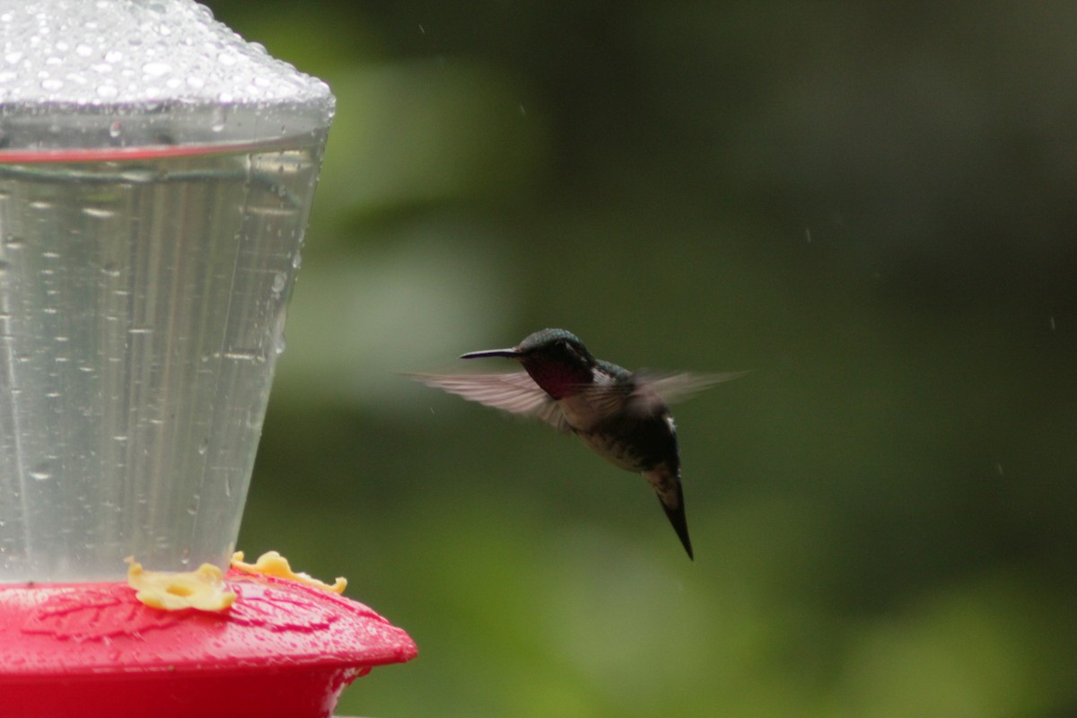 White-bellied Woodstar - ML645729345