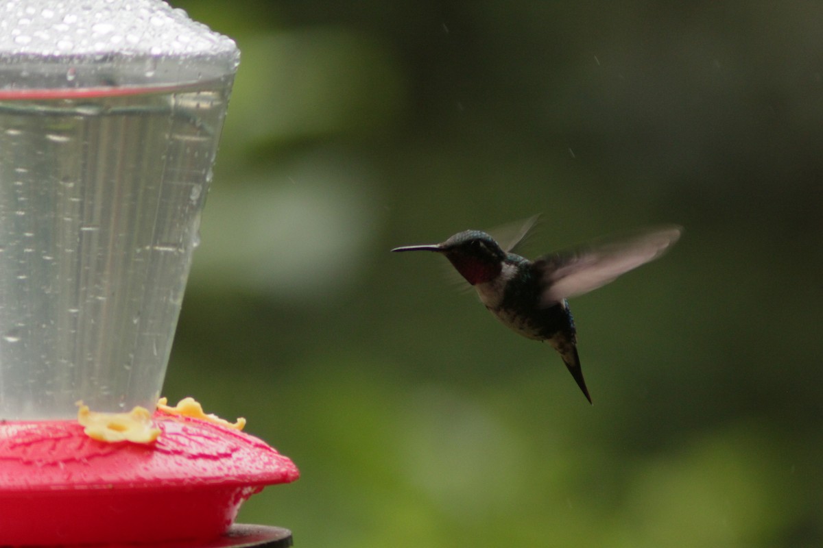 White-bellied Woodstar - ML645729346