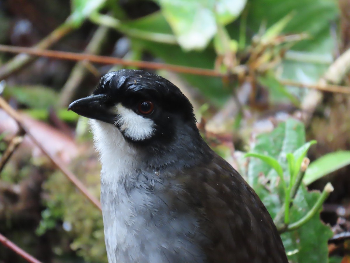 Jocotoco Antpitta - ML645729348