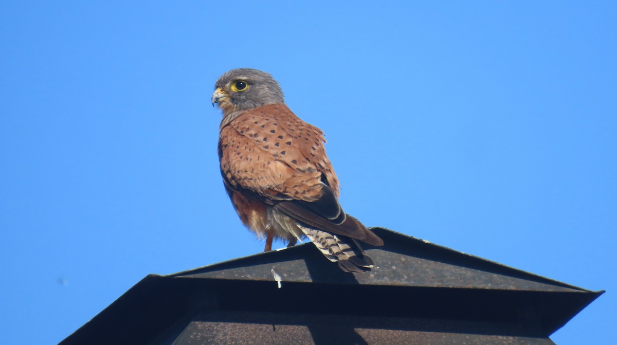 Rock Kestrel - ML645729349