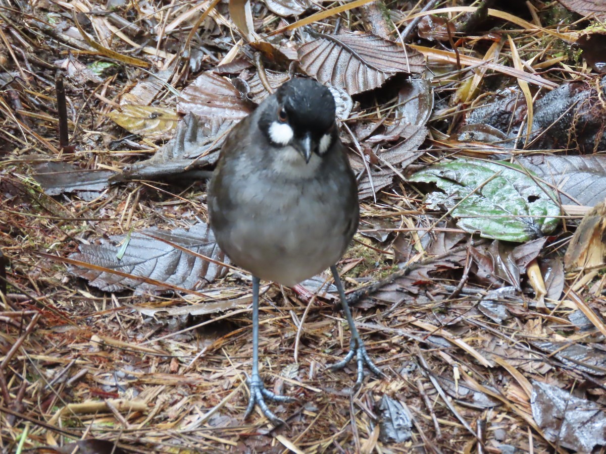 Jocotoco Antpitta - ML645729358