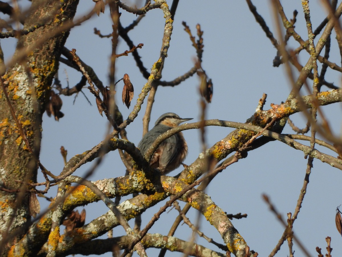 Garrapo eurasiarra - ML645729360