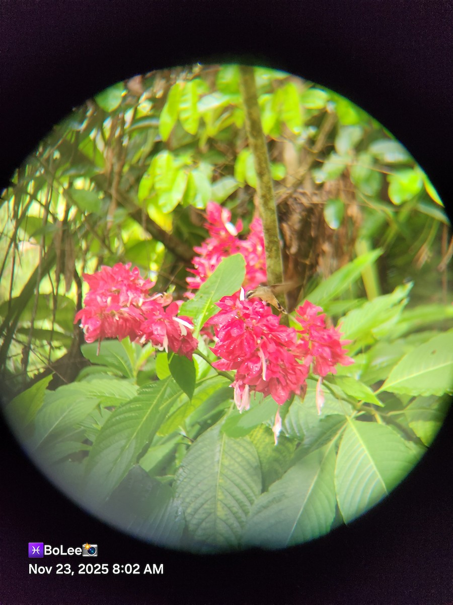 Long-billed Hermit - ML645729361