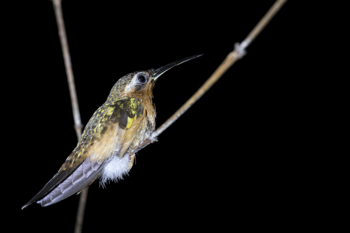 Ерміт-самітник багійський - ML645729364