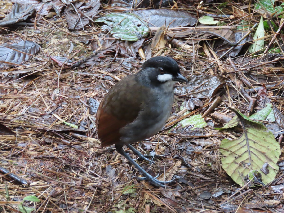 Jocotoco Antpitta - ML645729367
