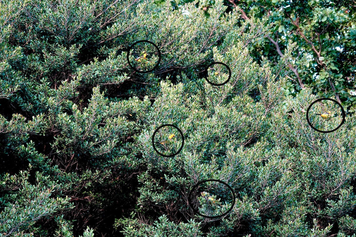 Spot-breasted Oriole - ML645729368