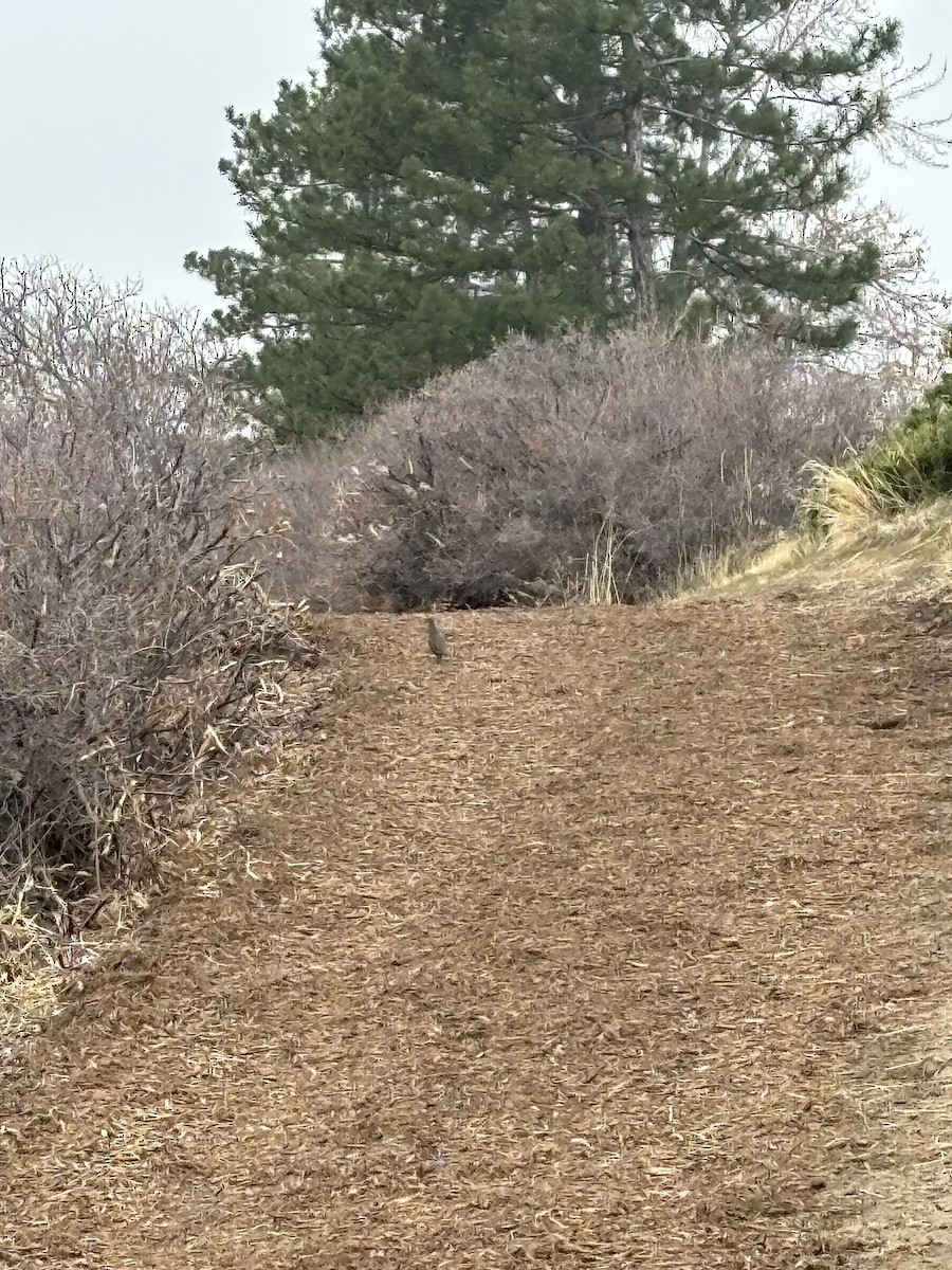 kaliforniavaktel - ML645729369