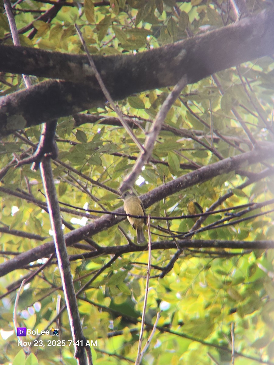 Ochre-bellied Flycatcher - ML645729374