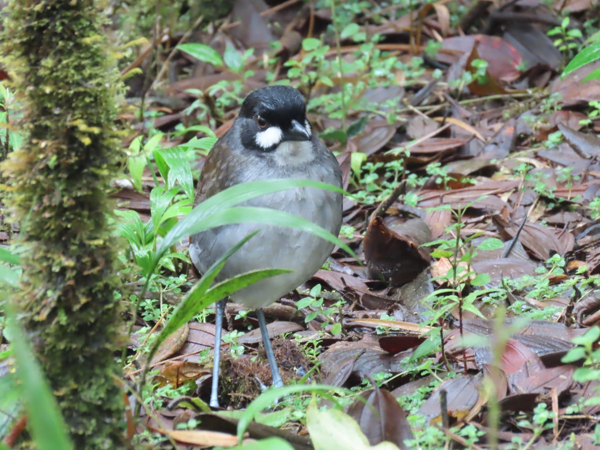 Jocotoco Antpitta - ML645729375
