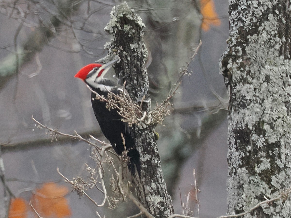 Pileated Woodpecker - ML645729381