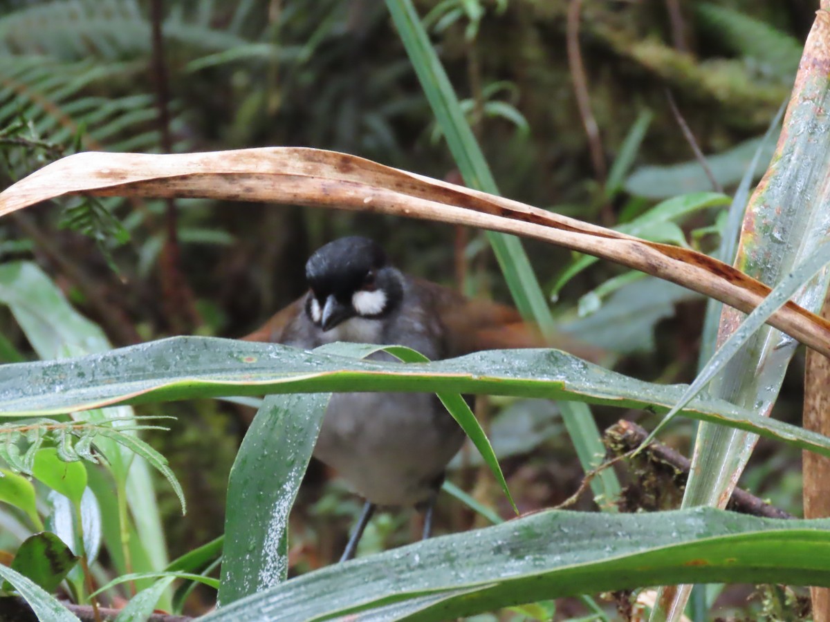 Jocotoco Antpitta - ML645729382
