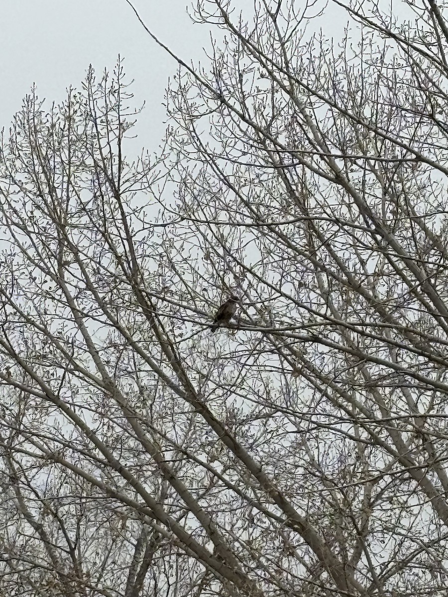 rødstjertvåk - ML645729383