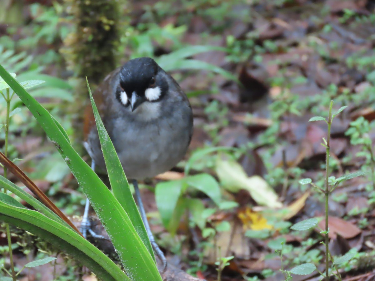 Jocotoco Antpitta - ML645729392