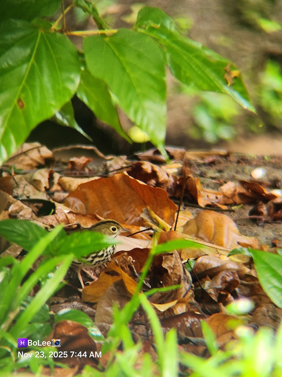 Ovenbird - ML645729411