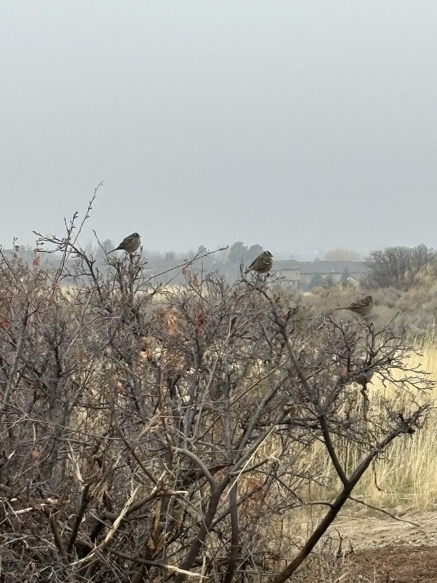 hvitkronespurv - ML645729412