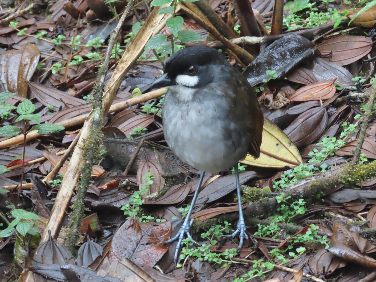 Jocotoco Antpitta - ML645729413