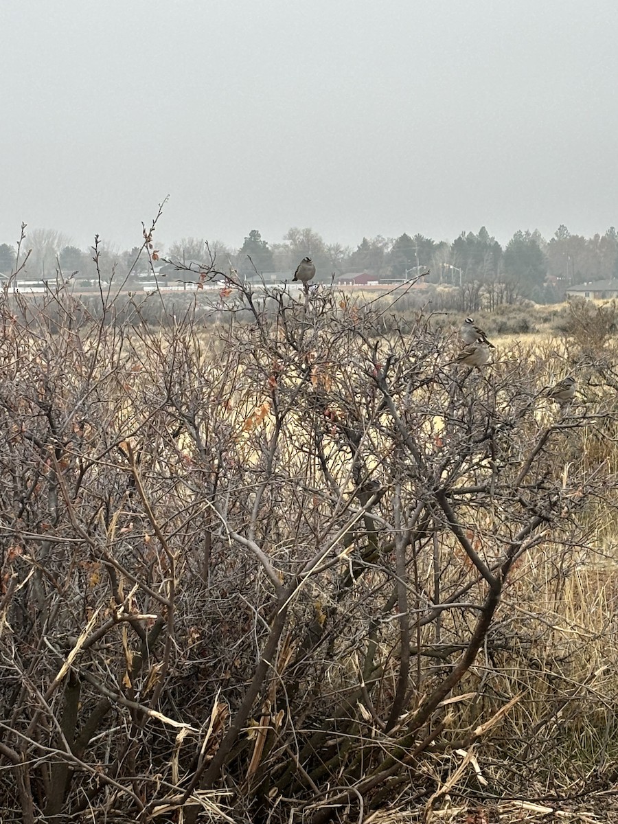 hvitkronespurv - ML645729414