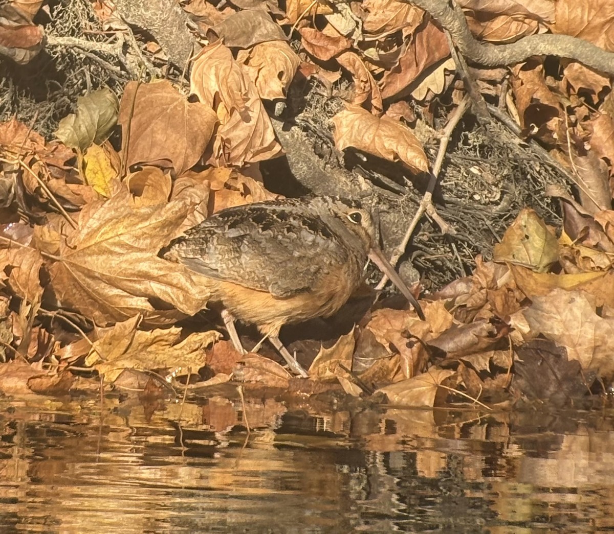 American Woodcock - ML645729416