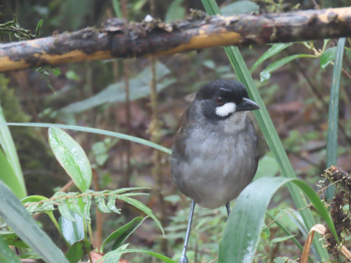 Jocotoco Antpitta - ML645729424