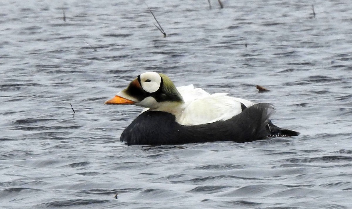 Spectacled Eider - ML645729426