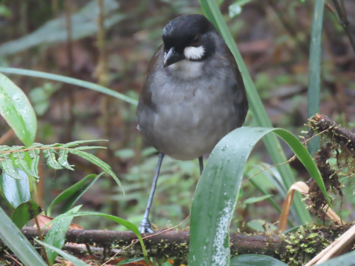 Jocotoco Antpitta - ML645729433