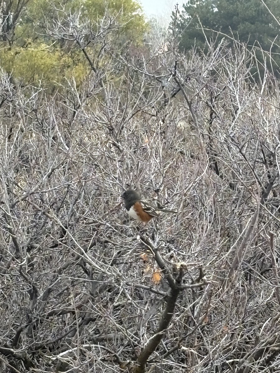 flekktovi - ML645729434