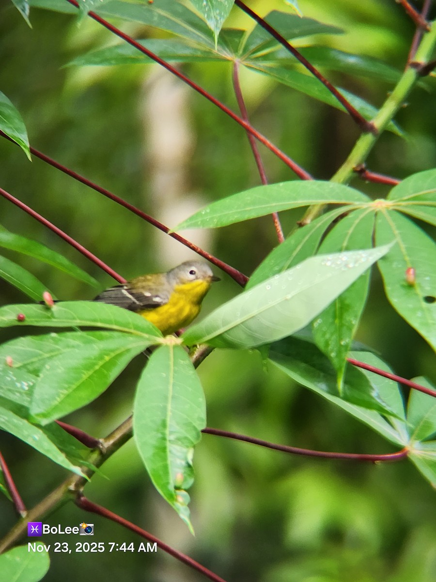 Magnolia Warbler - ML645729435